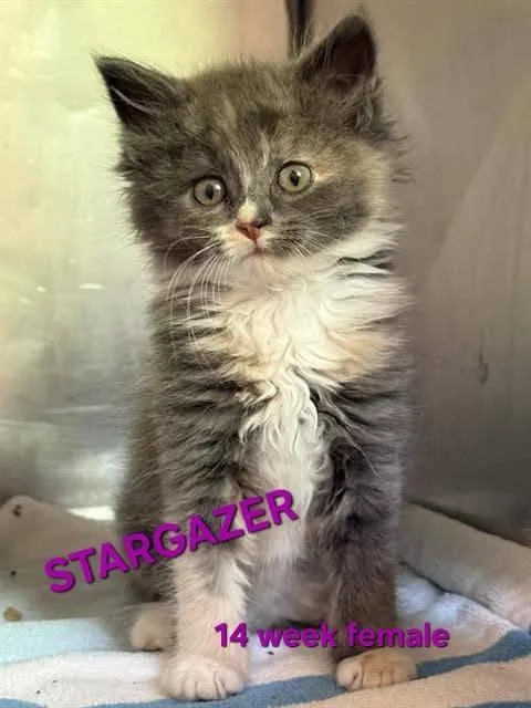 A baby medium-sized female Domestic Medium Hair cat named Stargazer for adoption in Holbrook, NY