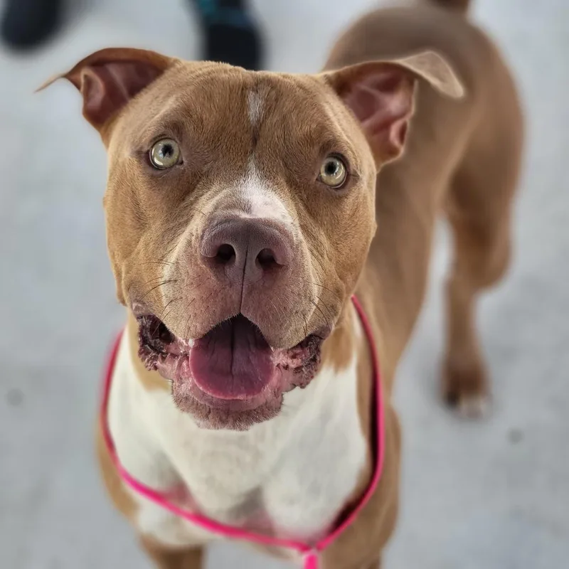 A young large-sized male Yellow / Tan / Blond / Fawn Mixed Breed dog named Benny for adoption in Sarasota, FL