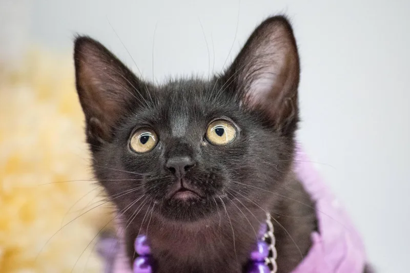 A baby small-sized female Black Domestic Short Hair cat named Kuromi for adoption in Sevierville, TN