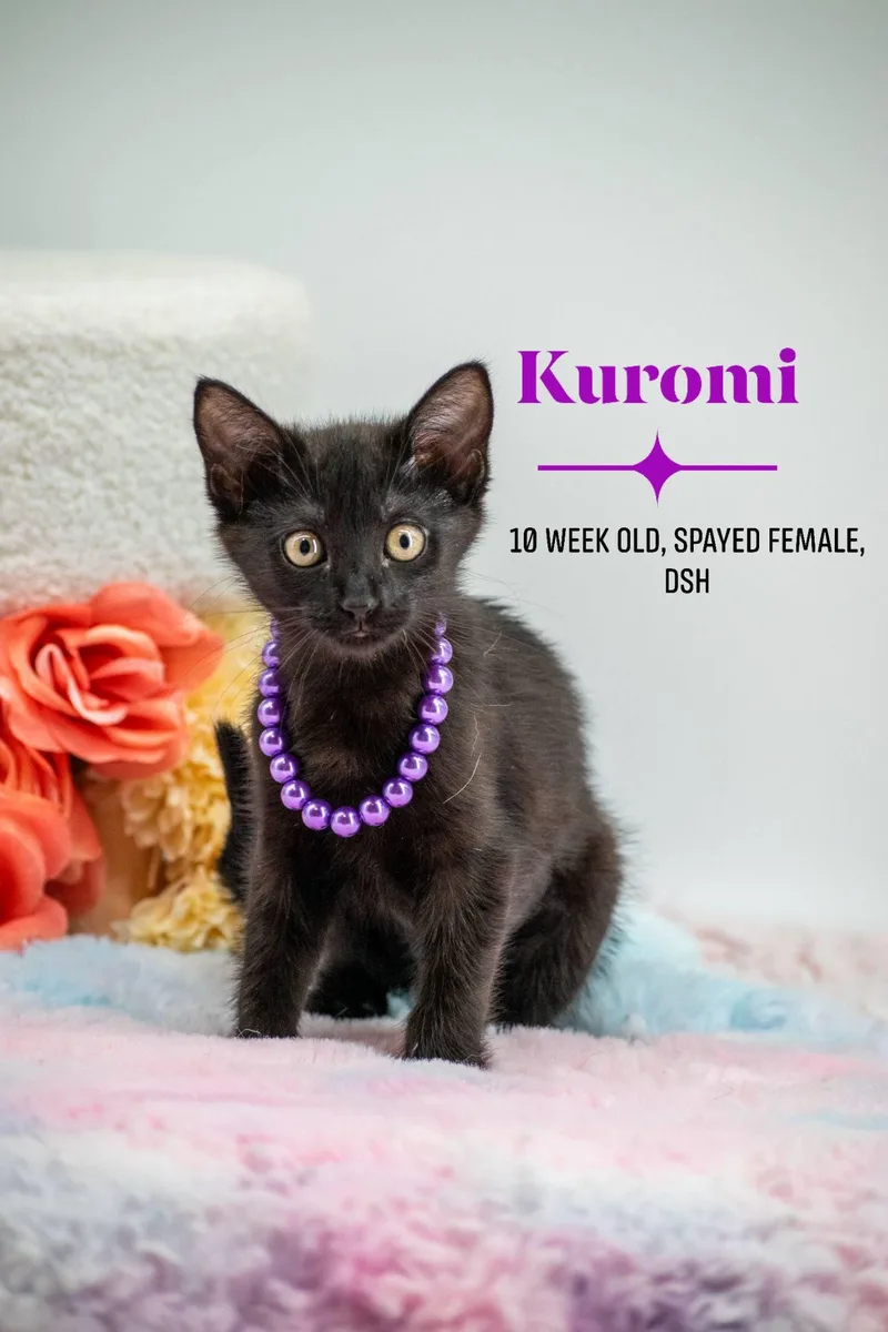Kuromi thumbnail 3