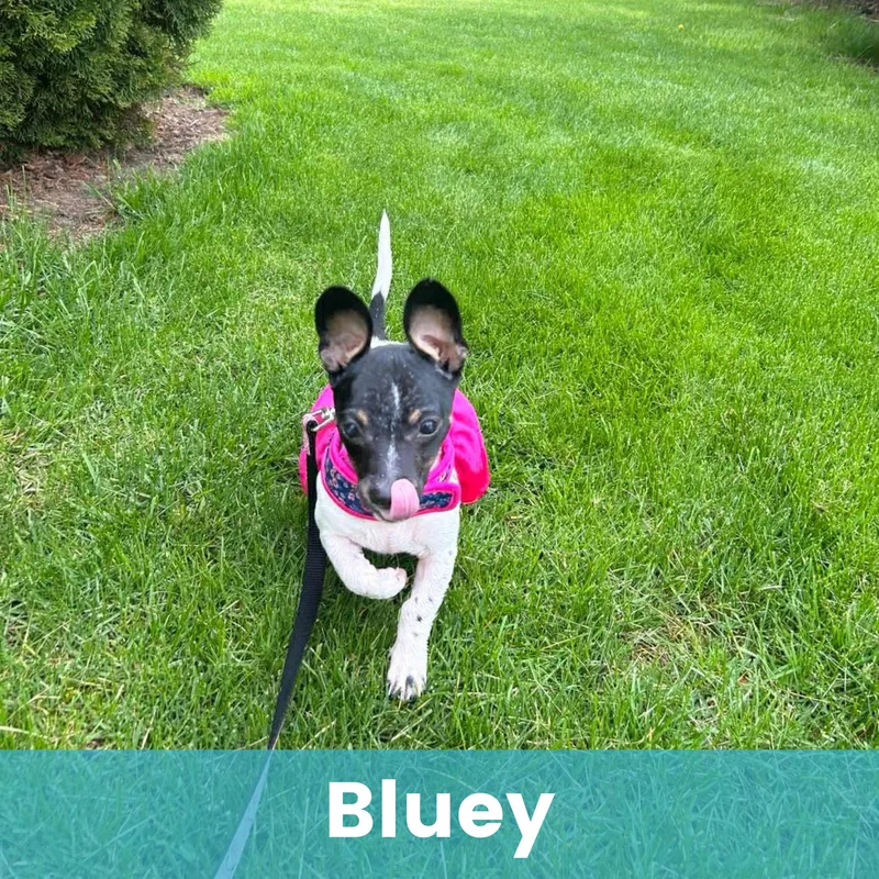 Bluey thumbnail 3