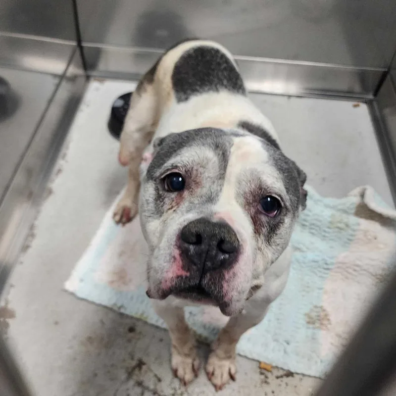 A senior medium-sized female White / Cream Mixed Breed dog named Maude for adoption in Davenport, IA