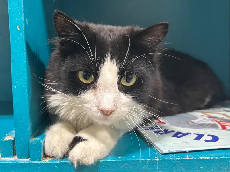 A young small-sized male Domestic Medium Hair cat named Weston for adoption in Powell, OH