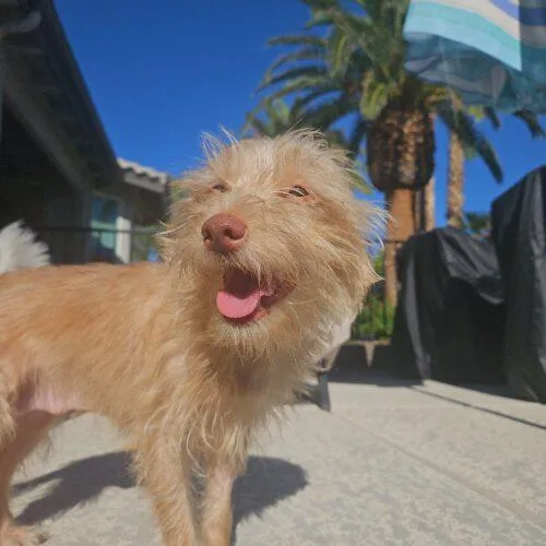 A baby small-sized female Apricot / Beige Terrier dog named Thelma for adoption in Henderson, NV