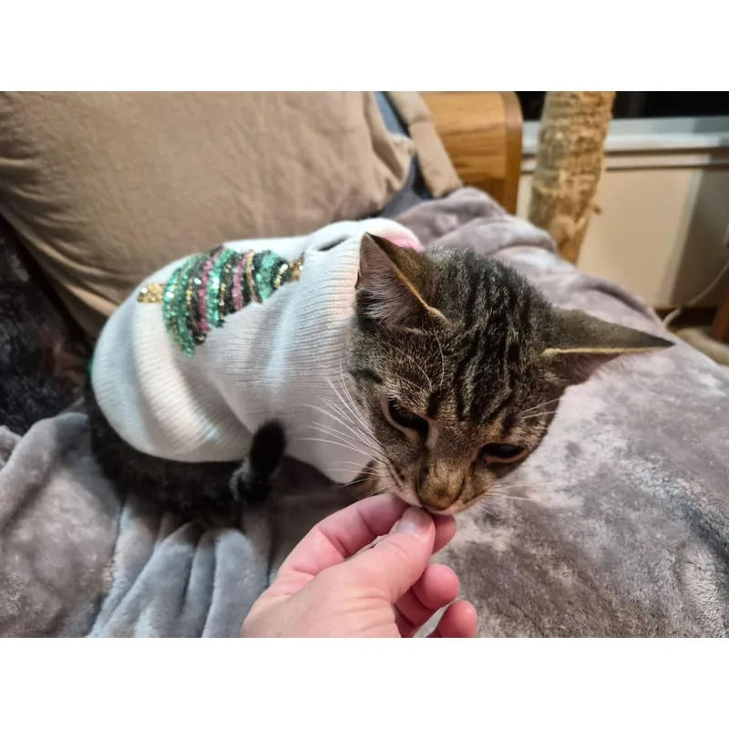 Thibodeaux thumbnail 3