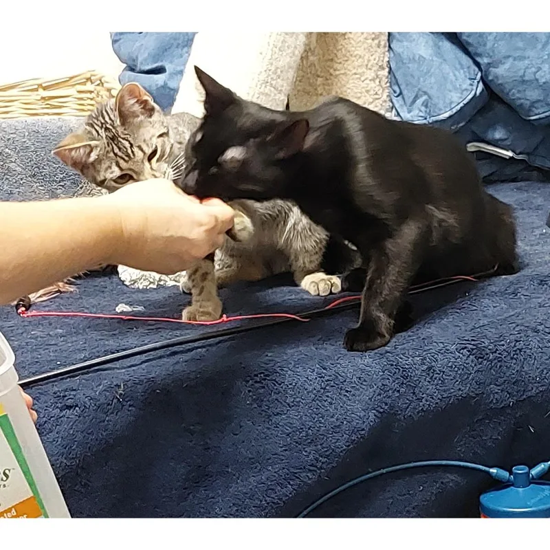 Thibodeaux thumbnail 5