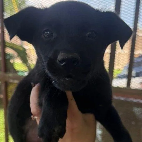 A baby small-sized female Black Mixed Breed dog named Astrid for adoption in Allentown, PA