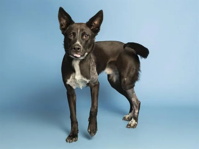 A young medium-sized male German Shepherd Dog dog named Kuzco for adoption in Phoenix, AZ
