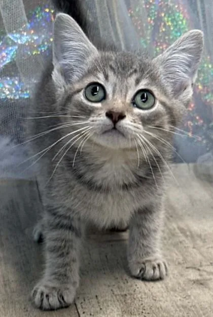 An adult small-sized male Domestic Short Hair cat named Adonis for adoption in Shreveport, LA