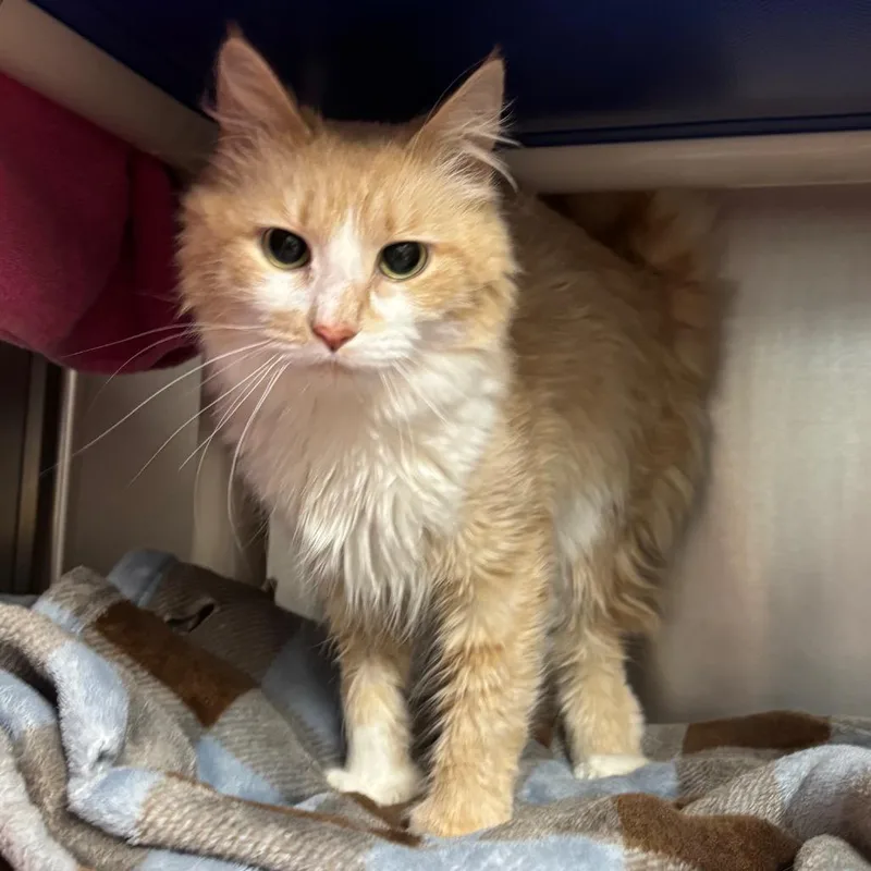 An adult medium-sized female Orange / Red Domestic Medium Hair cat named Tiny for adoption in Springfield, MA
