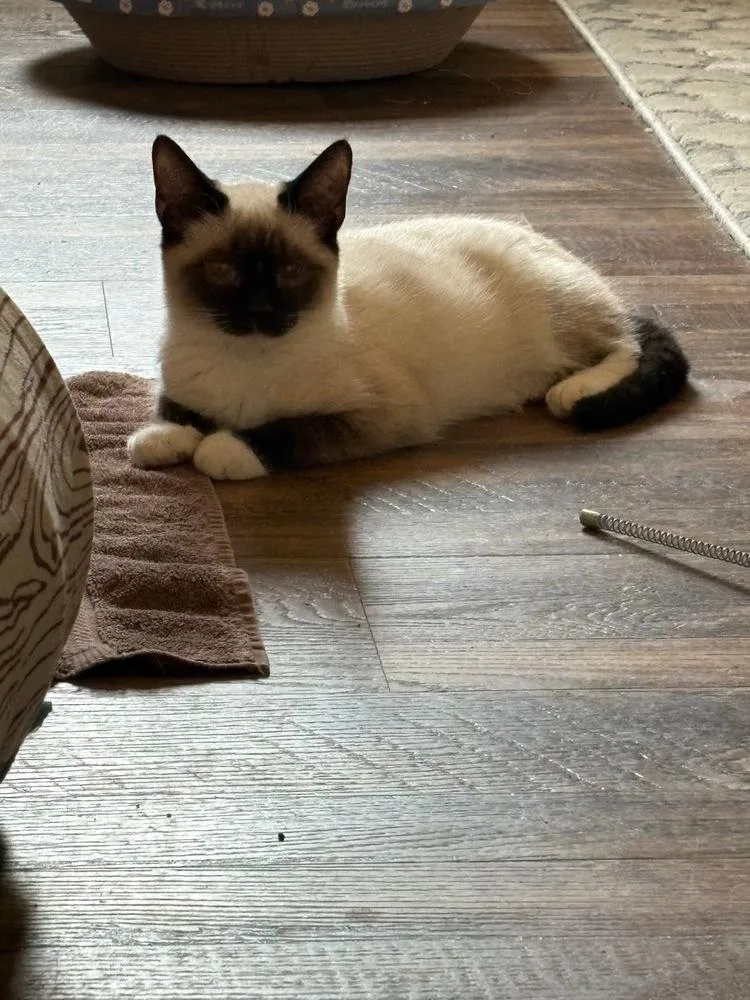 A baby small-sized male Domestic Short Hair cat named Prince for adoption in Mooresville, NC