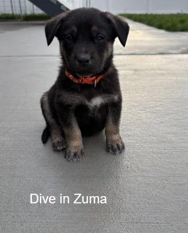 A baby medium-sized male Labrador Retriever dog named Dive In Zuma for adoption in Salt Lake City, UT