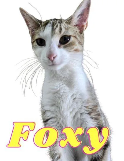 A young medium-sized female Domestic Short Hair cat named Foxy for adoption in Columbus, IN