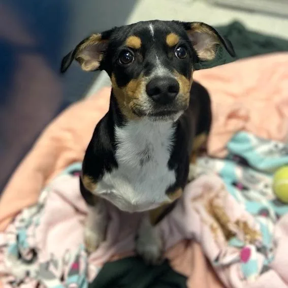 A baby small-sized male Mixed Breed dog named Rabbit for adoption in Washington Township, OH