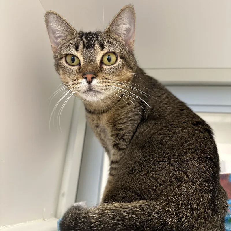A baby medium-sized female Domestic Short Hair cat named Dee Dee for adoption in Manassas, VA