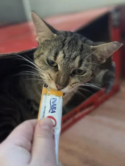 An adult medium-sized female Domestic Short Hair cat named Lemon Meringue for adoption in Westland, MI