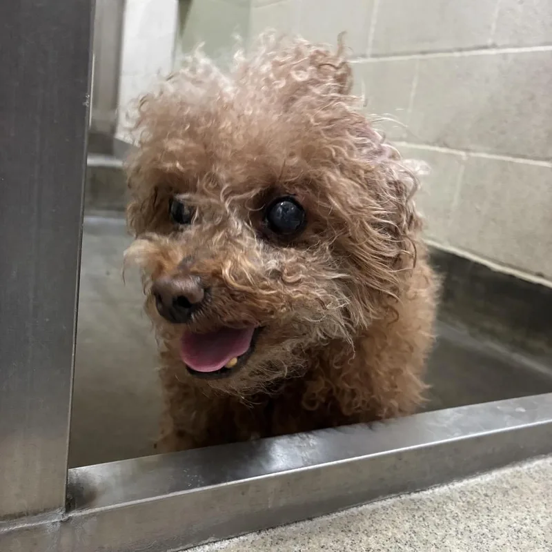 A senior small-sized male Brown / Chocolate Miniature Poodle dog named IEPAStray for adoption in Upland, CA