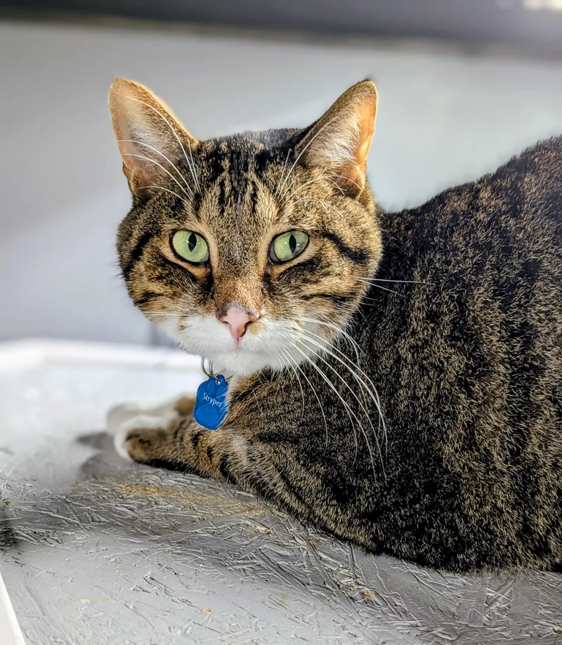 An adult large-sized male Tabby (Tiger Striped) Domestic Short Hair cat named Stryper for adoption in Grand Rapids, MI
