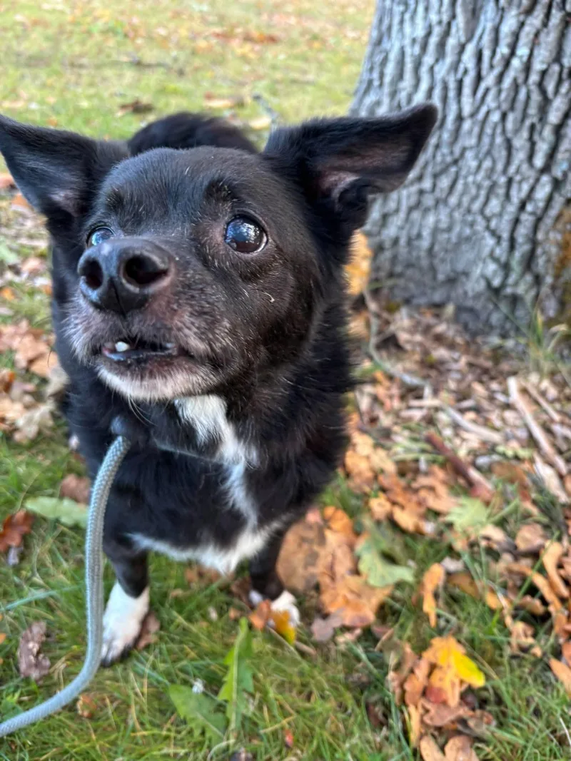 A senior small-sized male Mixed Breed dog named Blitz for adoption in Tacoma, WA