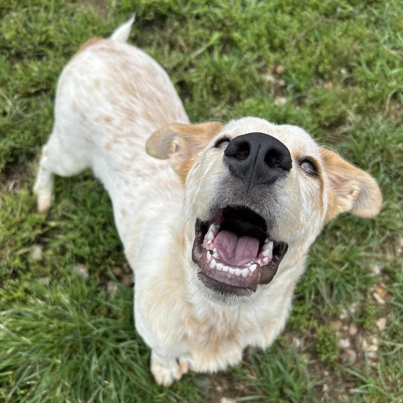A young medium-sized male Yellow / Tan / Blond / Fawn Cattle Dog dog named Dale for adoption in Harrisville, WV