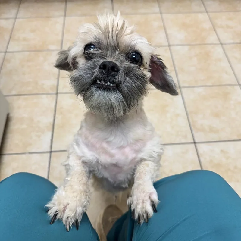 An adult small-sized male Bichon Frise dog named Peter Pan for adoption in Pekin, IL