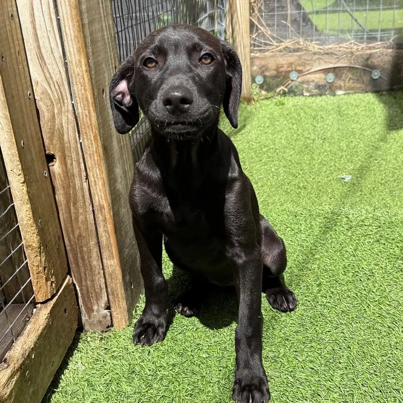 A young small-sized female Mixed Breed dog named Palo Seco litterTrufa for adoption in LOXAHATCHEE, FL