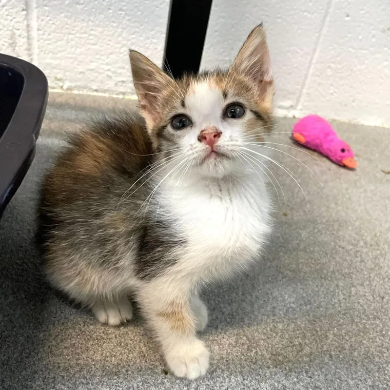 A baby small-sized female Calico Domestic Short Hair cat named Dr. Mohan for adoption in Carencro, LA