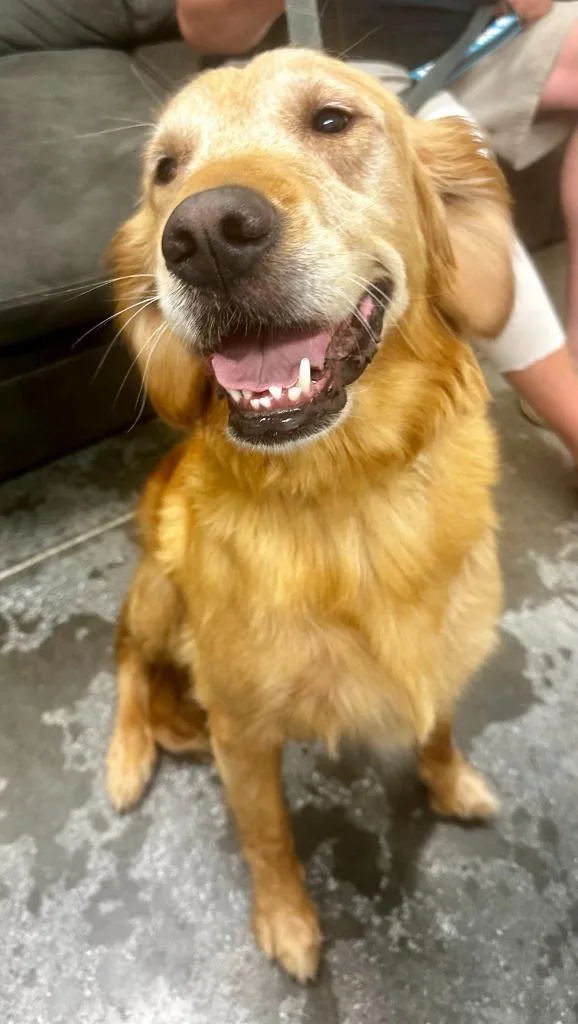 An adult large-sized female Golden Retriever dog named Sunny for adoption in Neosho, MO