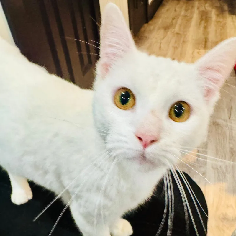 A young medium-sized male White Domestic Short Hair cat named Saint for adoption in Houston, TX