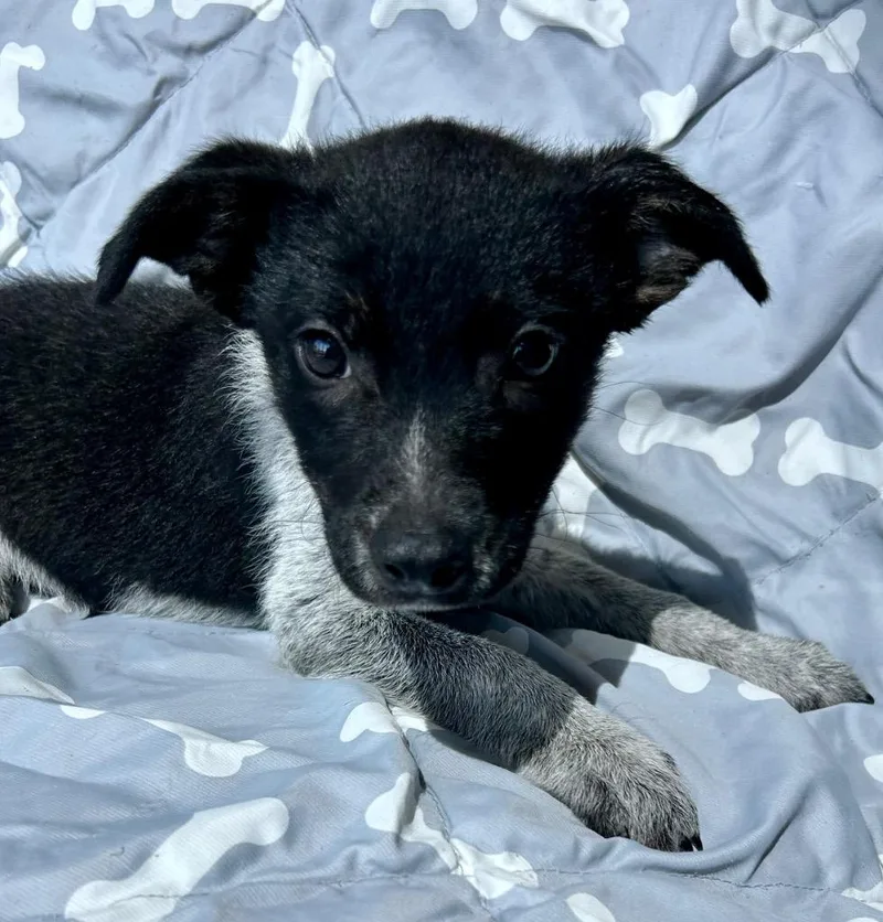 A baby medium-sized female Australian Cattle Dog / Blue Heeler dog named Mezzo for adoption in Cottonwood, AZ