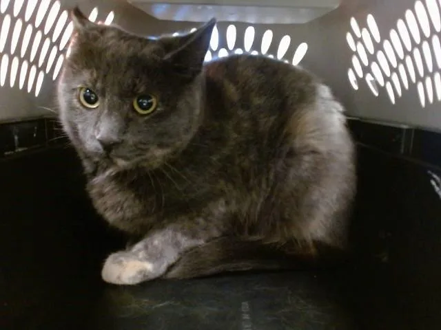 A young small-sized female Domestic Short Hair cat named Crystal Light for adoption in Oklahoma City, OK
