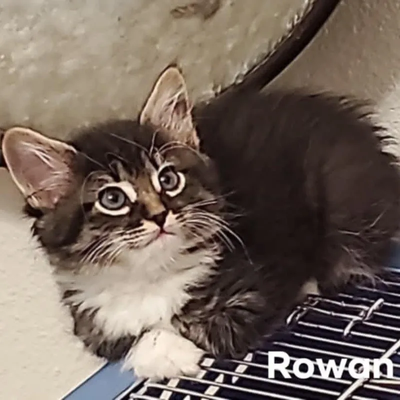 A baby small-sized male Black Domestic Medium Hair cat named Rowan for adoption in Meridian, ID