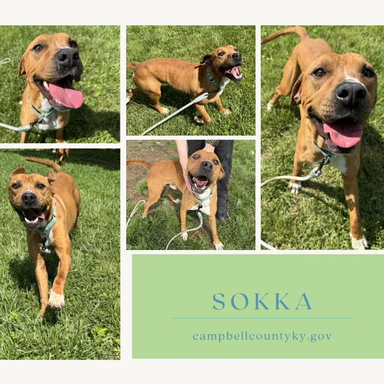 An adult medium-sized male Red / Chestnut / Orange Mixed Breed dog named Sokka for adoption in Melbourne, KY