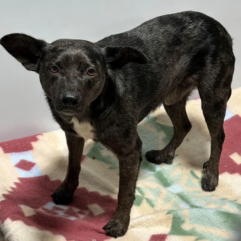An adult medium-sized male Australian Cattle Dog / Blue Heeler dog named Larry for adoption in Billings, MT