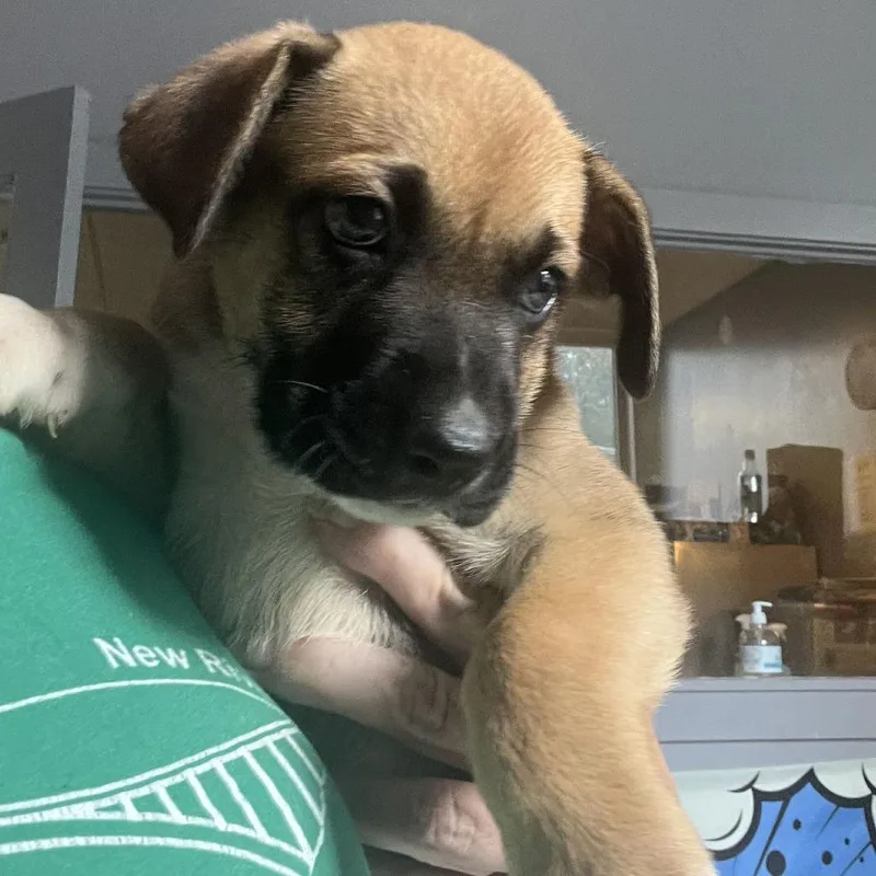 A baby small-sized male Brown / Chocolate German Shepherd Dog dog named Otto for adoption in Oak Hill, WV