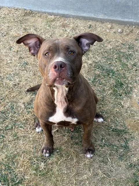 An adult large-sized female American Staffordshire Terrier dog named Harley for adoption in Forney, TX