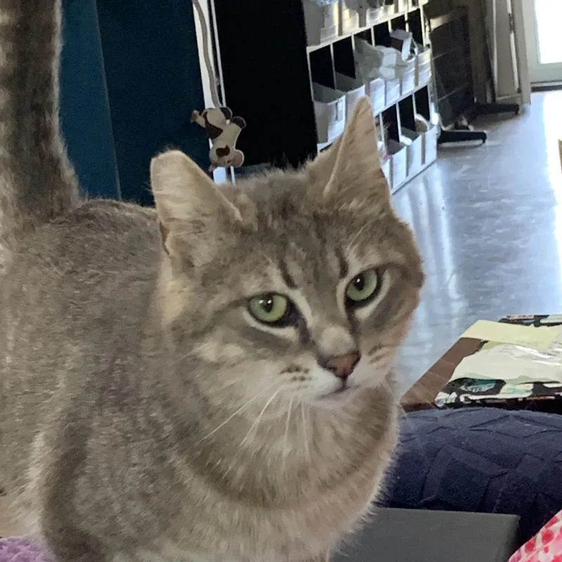 An adult medium-sized male Tabby (Gray / Blue / Silver) Domestic Short Hair cat named Nash for adoption in Silverton, OR