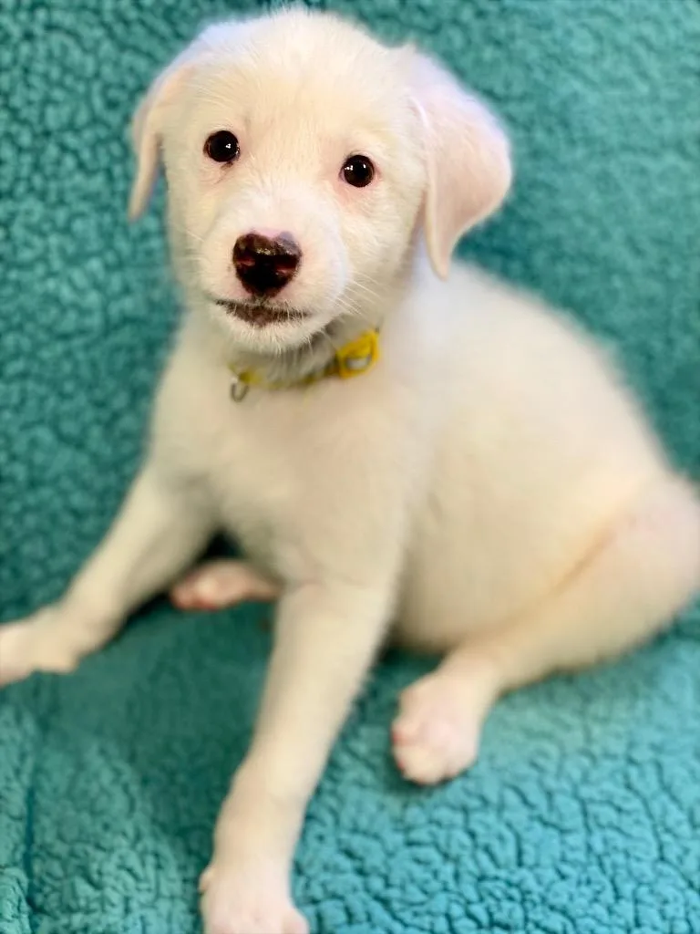 A baby medium-sized female Australian Shepherd dog named Cordelia for adoption in Urbandale, IA
