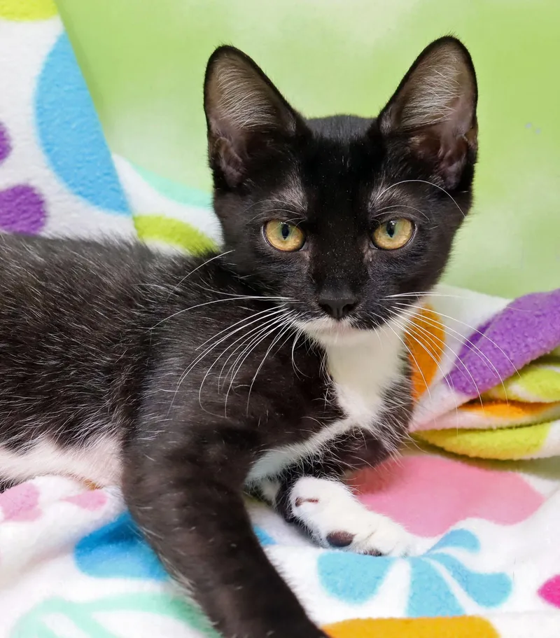 A baby medium-sized female Black & White / Tuxedo Domestic Short Hair cat named Hopper for adoption in Tierra Verde, FL