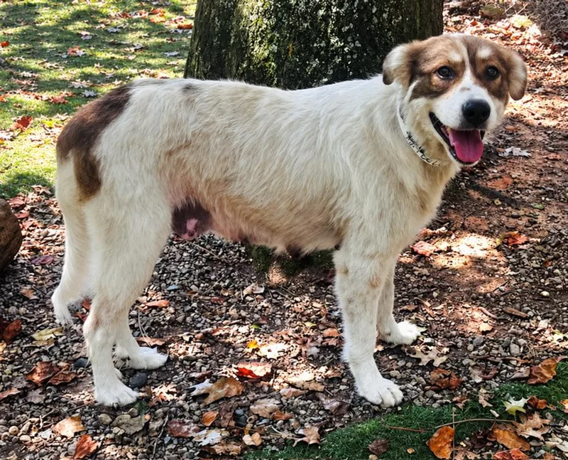 A young large-sized female Great Pyrenees dog named Maybell & Rudy Rock for adoption in Atlanta, GA