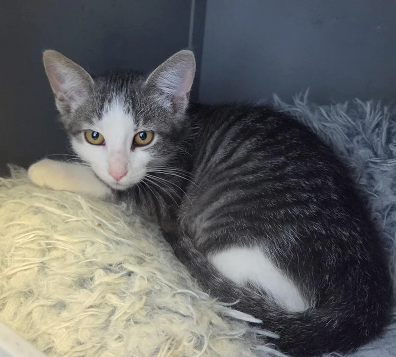 A young small-sized female Gray & White Domestic Short Hair cat named Sharptooth for adoption in Brookings, SD