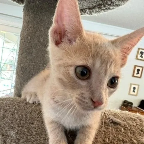 A baby small-sized male Tabby (Buff / Tan / Fawn) Domestic Short Hair cat named Carrot Vandeusen for adoption in Morrison, CO