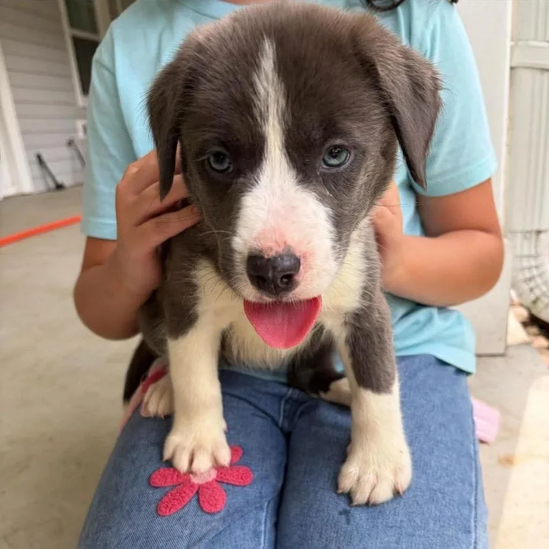 A baby small-sized female Brown / Chocolate Mixed Breed dog named Missy for adoption in Buffalo, MN