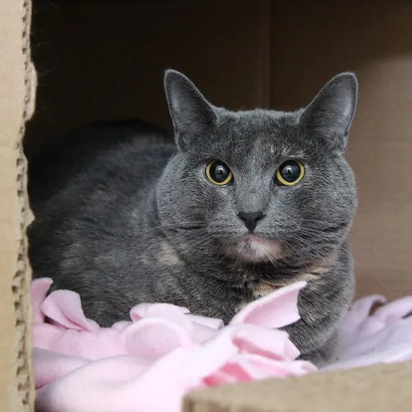 An adult medium-sized female Domestic Short Hair cat named Dixie  Bonded Buddies for adoption in Des Moines, IA