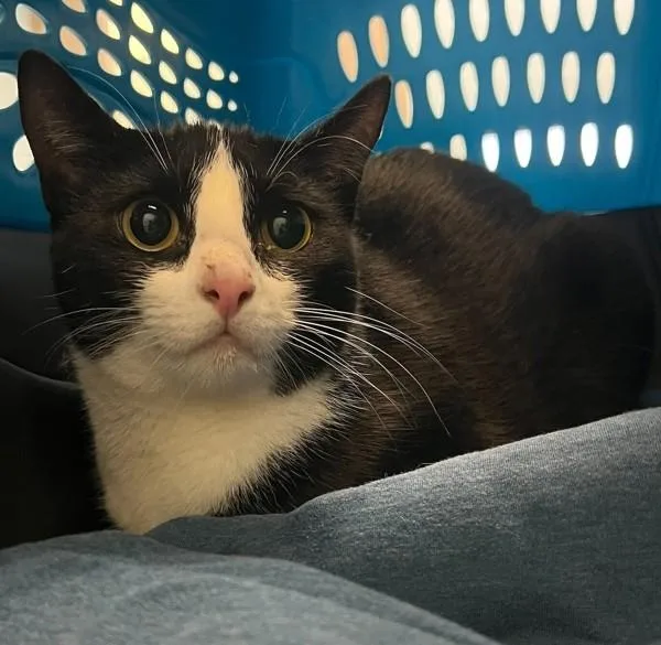 An adult large-sized male Domestic Short Hair cat named Max for adoption in San Diego, CA