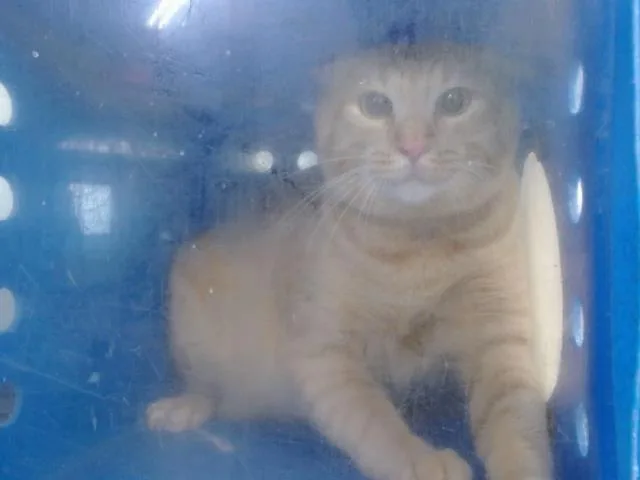 An adult medium-sized male Domestic Short Hair cat named Pumpkin for adoption in Orlando, FL