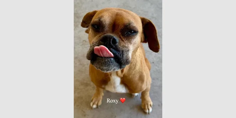 A senior medium-sized female Yellow / Tan / Blond / Fawn Boxer dog named Roxy Vi for adoption in Hewitt, TX