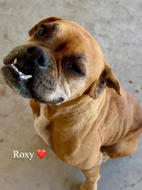 Roxy Vi thumbnail 4