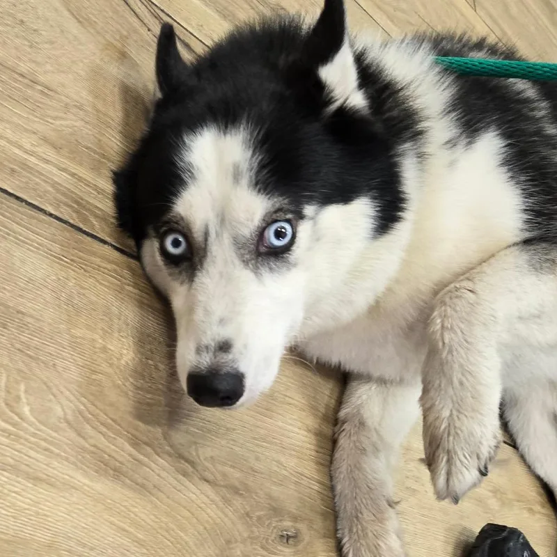 A baby small-sized female Black Siberian Husky dog named Minnie for adoption in Newark, NJ