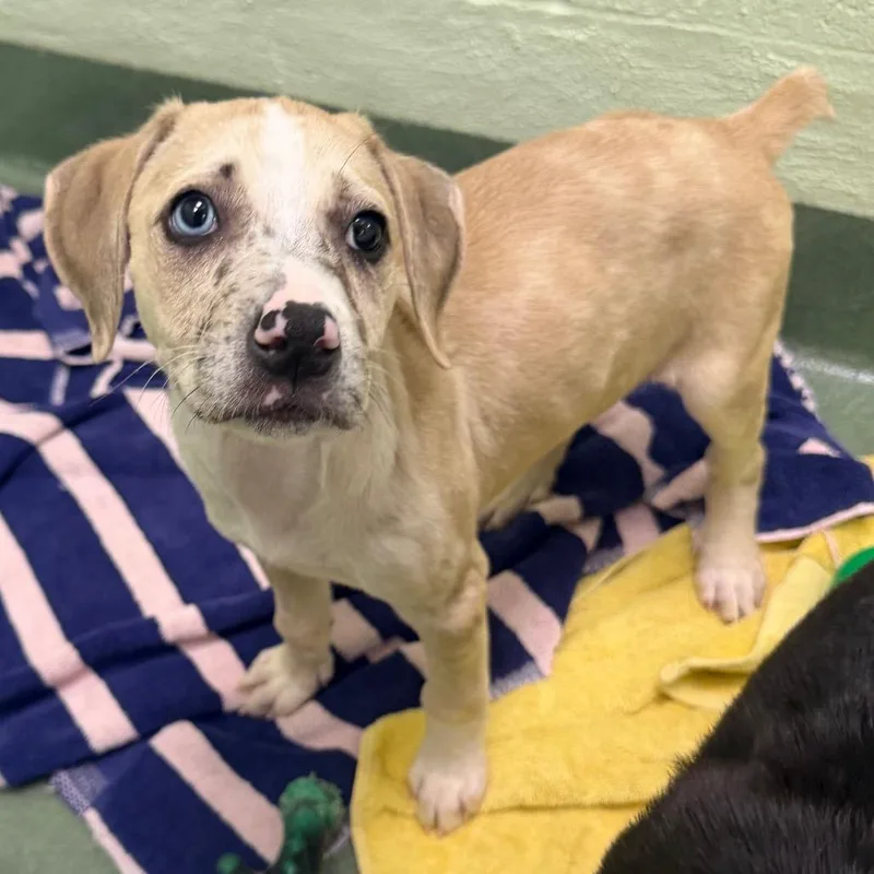 A baby small-sized female Apricot / Beige Mixed Breed dog named Gladys for adoption in West Palm Beach, FL
